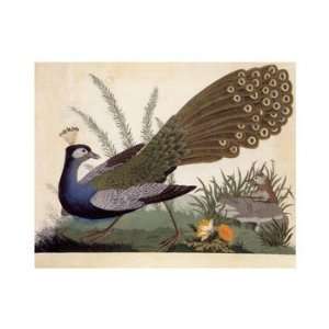   & Mole, Peacocks Note Card by Carlo Antonini, 7x5