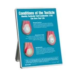  Conditions of the Testicle Easel Display Arts, Crafts 