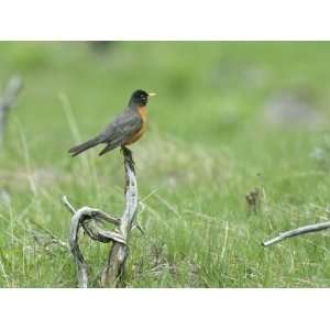 American Robin on Dead Wood, Yellowstone National Park 