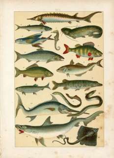 1880s FISH SHARK PIKE SWORDFISH RAY SEA HORSE CAT FISH 