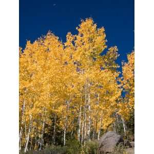  A Forest Changes Color as the Aspen Trees Turn Golden in 