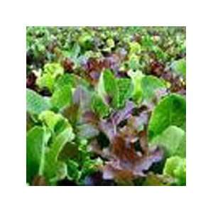  Garden Mesclun Blend Lettuce Seed   2g Seed Packet: Patio 