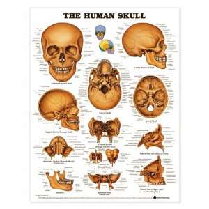 Human Skull Anatomical Chart Unmounted 9991PU  Industrial 