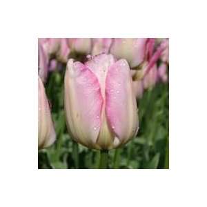  New Design Tulip Seed Pack: Patio, Lawn & Garden