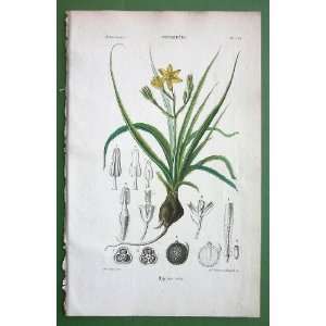  BOTANY Golden Winter Star Flower Hypoxis Villosa   1846 H 