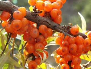 Sea buckthorn+Hippophae rhamnoides Linn.~~~~15 seeds  