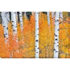 West Of The Wind OU 33547 Fall Aspen Tree no.2   All Weather Outdoor 