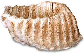 Prehistoric Fossil Mammoth Tooth 9 Inch Replica Model  