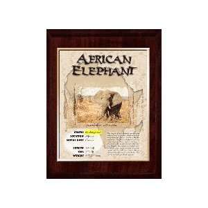  Africa (African Elephant) Animal Planet Products 10 x 13 