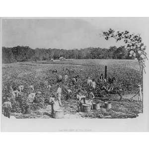   picking in the South,c1904,horse,people working outside,trees: Home