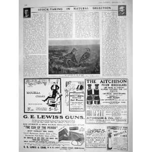   1909 SKYLARK BIRDS FRANK FINN DOUGLAS DEWAR LEWIS GUNS