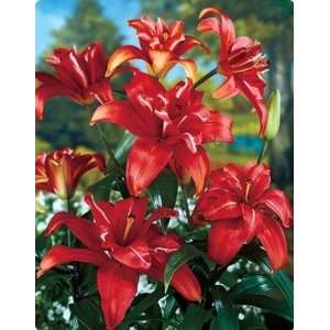  Double Asiatic Lily Sphinx 5 bulbs Patio, Lawn & Garden