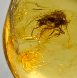 GENUINE BALTIC AMBER WITH FOSSIL INSECT  