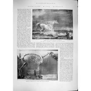    1892 NAPOLEONS HORSE MARENGO WAR HORSE SKELETON: Home & Kitchen