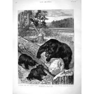   1894 Wild Brown Bear Hunting Beetles American Forest: Home & Kitchen