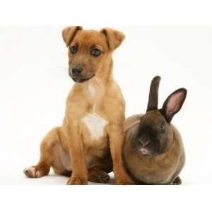  Dwarf Rex Rabbit with Puppy (Jack Russell Terrier Crossed 
