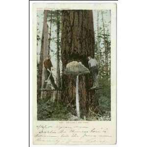  Reprint Felling a Big Tree, Oregon 1903 1904: Home 