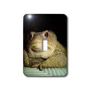  Taiche   Photography   Toads   The Philosopher   amphibian 