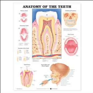 Anatomy of the Teeth Anatomical Chart 20 X 26 Laminated:  