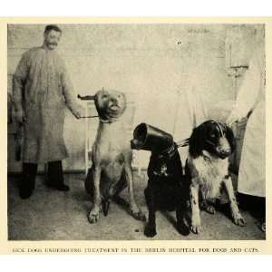  1911 Print Sick Dogs Berlin Humane Society Animal Cruelty 