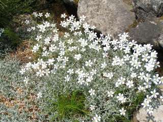 Le CERASTIUM une superbe bordure de fleurs blanches  