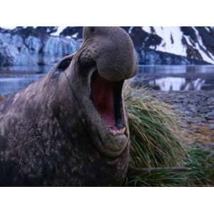  A Male Elephant Seal, Antarctica Premium Photographic 