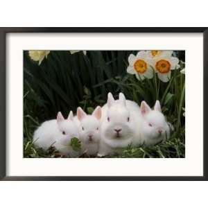  Netherland Dwarf Rabbits Photos To Go Collection Framed 