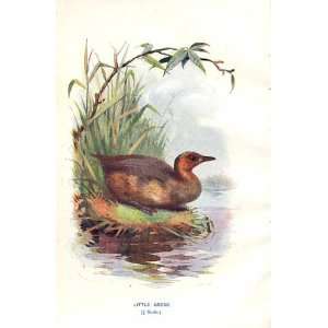  Little Grebe By A Thorburn Wild Birds Print 1903