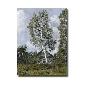 Birch Tree Near Dwelling Giclee Print