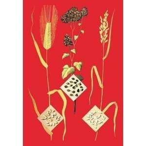  Vintage Art Grains Barley, Buckwheat, and Rice #1   08783 