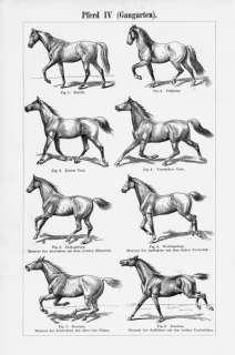 Horses Chart 8 Gaits Gait Animal Posters Wall Decor  