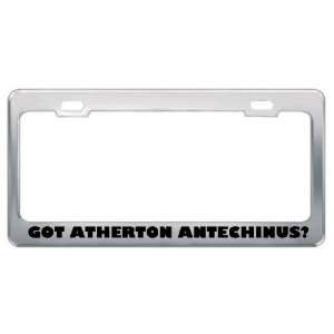 Got Atherton Antechinus? Animals Pets Metal License Plate Frame Holder 