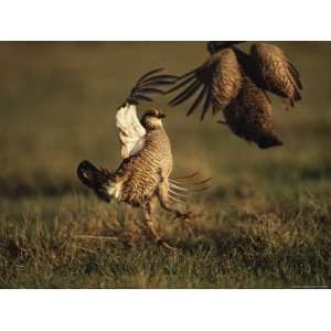  Two Male Attwaters Prairie Chickens Fight for the Right to 
