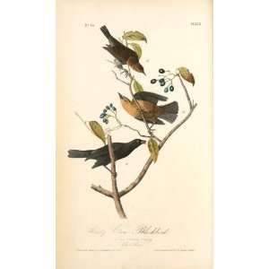 oil paintings   John James Audubon   24 x 40 inches   Rusty Crow 