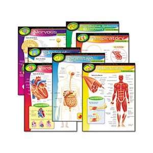 Learning Chart Combo Pack, The Human Body, 17w x 22h, 7 