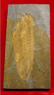 Fossil Trilobite Salterocoryphe Lusitanica Portugal TRILO35  