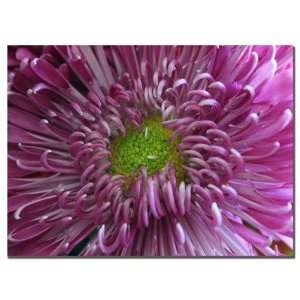   Pink Flower by Patty Tuggle, Canvas Art   14 x 19 Home & Kitchen