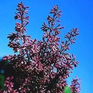  LILAC MISS KIM / 3 gallon Potted Patio, Lawn & Garden