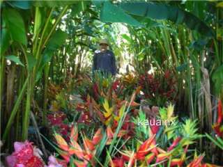 Tropical Heliconia Chocolate Dancer Plant Rhizome  