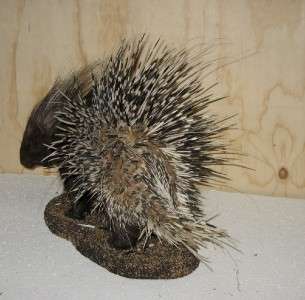 AFRICAN PORCUPINE FULL MOUNT   SPECTACULAR   NEW   #P9  
