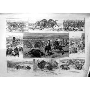 1884 BUFFALO HUNTING NORTH AMERICA INDIAN HUNTERS 