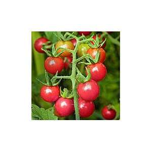    Organic Matts Wild Cherry Tomato Plant: Patio, Lawn & Garden