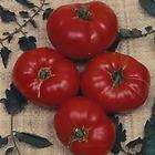 Tomato Bonny Best Early Good For Colder Climates Delicious 50 Seeds