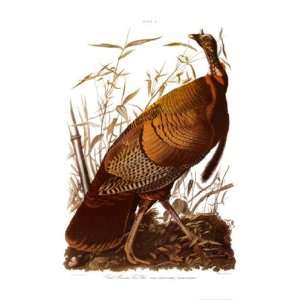 Wild Turkey by John Woodhouse Audubon 24x36 