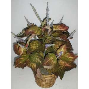  28 Double Potted Coleus Plant (brown/green): Home 