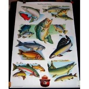 Forest Service Fish Nature Poster