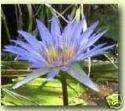 Nymphaea Caerulea SACRED EGYPTIAN LILY SEEDS Blue Lotus  