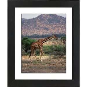  Serengeti Giraffe Run Black Frame 23 1/4 High Wall Art 