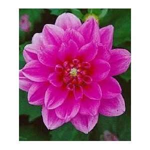  Dahlia Bluesette No. 1 100 pack Patio, Lawn & Garden