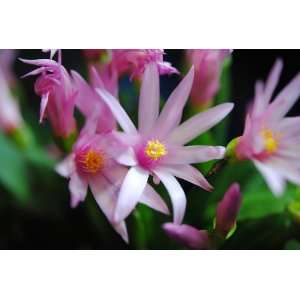  Pink Sunrise Cactus Flower Photograph 